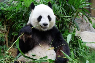 Giant panda at the Chengdu Research Base